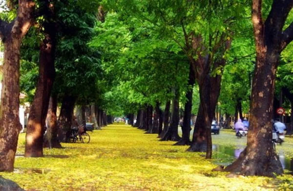 Vườn ươm Cây xanh, cây cảnh tại TP Vinh Nghệ An