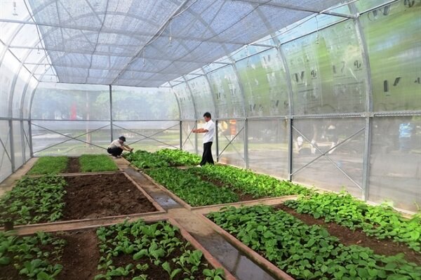 Thiết kế thi công nhà kính màng lưới trồng vườn rau TP Vinh Nghệ An